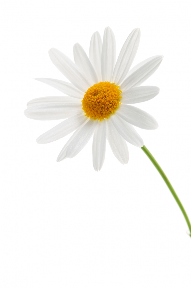 264681-daisy-on-white-background